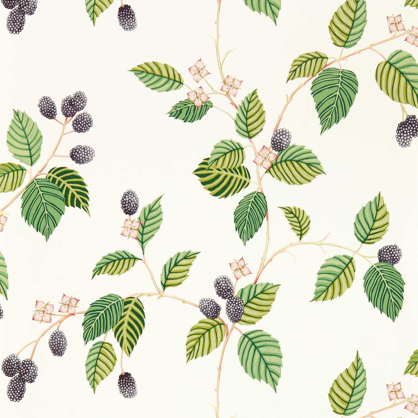 Rubus 217227